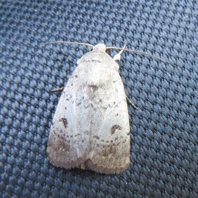 Proteuxoa tibiata (Horseshoe Noctuid) at Wallaroo, NSW - 22 Oct 2024 by Christine