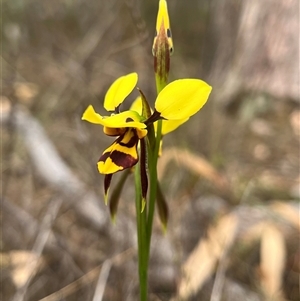 Diuris sulphurea at O'Connor, ACT - 23 Oct 2024