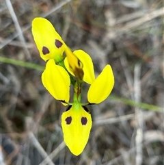 Diuris sulphurea at O'Connor, ACT - 23 Oct 2024