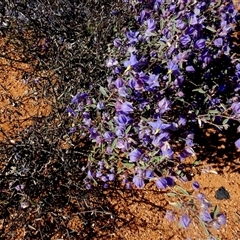 Seringia integrifolia at Sandstone, WA - 14 Sep 2024 by Paul4K