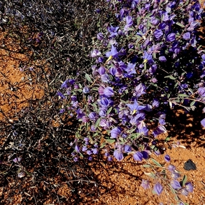 Seringia integrifolia at Sandstone, WA - 14 Sep 2024 by Paul4K