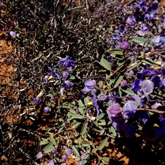 Seringia integrifolia at Sandstone, WA - 14 Sep 2024 11:23 AM