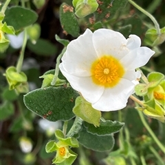 Cistus salviifolius (Sageleaf Rockrose) at O'Connor, ACT - 23 Oct 2024 by RWPurdie