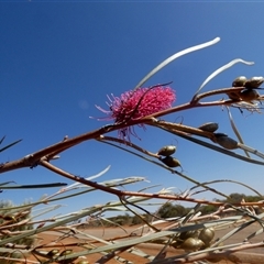 Hakea francisciana (Bottlebrush Hakea) at Sandstone, WA - 14 Sep 2024 by Paul4K