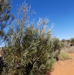 Hakea francisciana at Sandstone, WA - 14 Sep 2024 12:24 PM