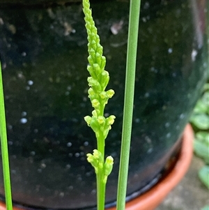 Microtis parviflora at Campbell, ACT - suppressed