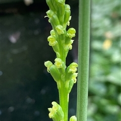 Microtis parviflora at Campbell, ACT - suppressed