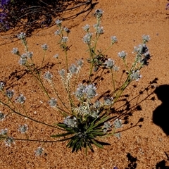 Unidentified Other Wildflower or Herb at Leinster, WA - 14 Sep 2024 by Paul4K