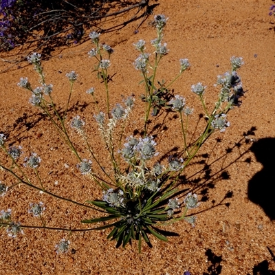 Unidentified Other Wildflower or Herb at Leinster, WA - 14 Sep 2024 by Paul4K