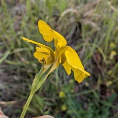 Goodenia pinnatifida at Lawson, ACT - 23 Oct 2024