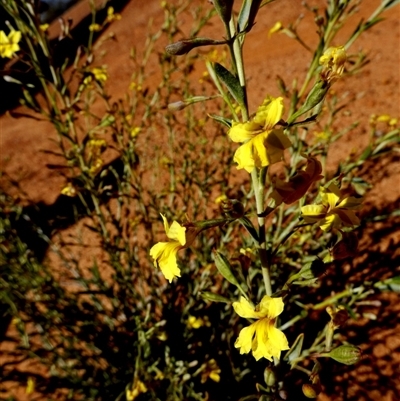 Unidentified Other Wildflower or Herb at Leinster, WA - 14 Sep 2024 by Paul4K