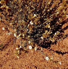 Unverified Other Shrub at Leinster, WA - 14 Sep 2024 by Paul4K