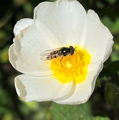 Syrphidae (family) (Unidentified Hover fly) at O'Connor, ACT - 23 Oct 2024 by RWPurdie