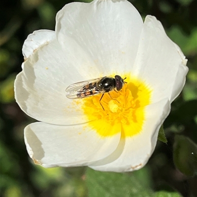 Syrphidae (family) (Unidentified Hover fly) at O'Connor, ACT - 24 Oct 2024 by RWPurdie