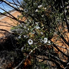 Unverified Other Shrub at Leinster, WA - 14 Sep 2024 by Paul4K