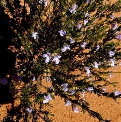 Eremophila gibsonii at Leinster, WA - 14 Sep 2024 by Paul4K