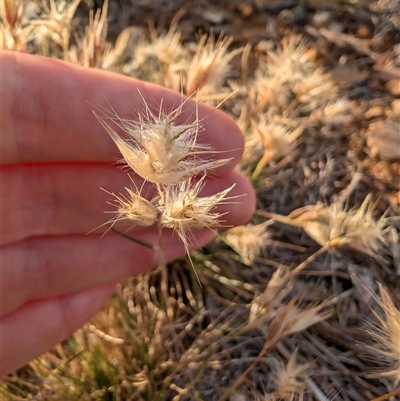 Rytidosperma sp. (Wallaby Grass) at Lawson, ACT - 23 Oct 2024 by mroseby