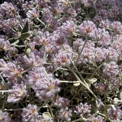 Ptilotus obovatus at Leinster, WA - 14 Sep 2024 by Paul4K