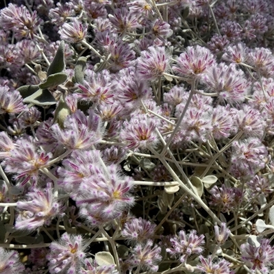 Ptilotus obovatus at Leinster, WA - 14 Sep 2024 by Paul4K