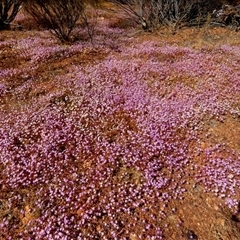 Calandrinia sp. at Leinster, WA - 14 Sep 2024 by Paul4K