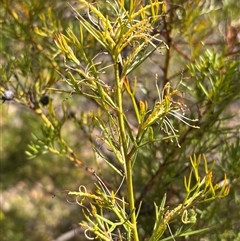 Grevillea curviloba (Curved Leaf Grevillea) at Bruce, ACT - 23 Oct 2024 by JVR