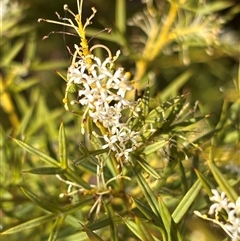 Grevillea curviloba at Bruce, ACT - 24 Oct 2024 09:52 AM