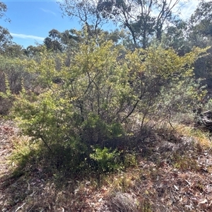 Grevillea curviloba at Bruce, ACT - 24 Oct 2024 09:52 AM