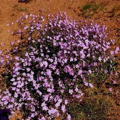 Unidentified Other Wildflower or Herb at Leonora, WA - 14 Sep 2024 by Paul4K