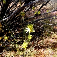 Unidentified Other Wildflower or Herb at Leonora, WA - 14 Sep 2024 by Paul4K