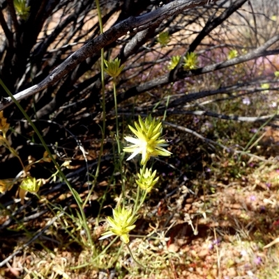 Unidentified Other Wildflower or Herb at Leonora, WA - 14 Sep 2024 by Paul4K