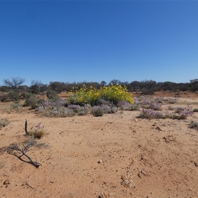 Unidentified Daisy at Menzies, WA - 14 Sep 2024 by Paul4K