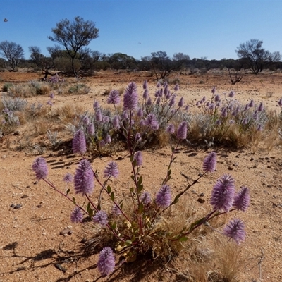 Ptilotus exaltatus at Leonora, WA - 14 Sep 2024 by Paul4K