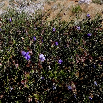 Eremophila georgei at Leonora, WA - 14 Sep 2024 by Paul4K