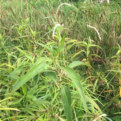 Persicaria attenuata subsp. attenuata at Manoora, QLD - 24 Oct 2024 by JasonPStewartNMsnc2016