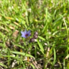 Sisyrinchium micranthum (Blue Pigroot) at Dunbogan, NSW - 24 Oct 2024 by Nette