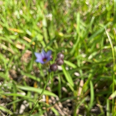 Sisyrinchium micranthum (Blue Pigroot) at Dunbogan, NSW - 24 Oct 2024 by Nette