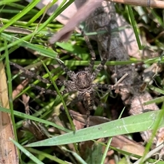 Heteropoda sp. (genus) (Huntsman spider) at Dunbogan, NSW - 23 Oct 2024 by Nette