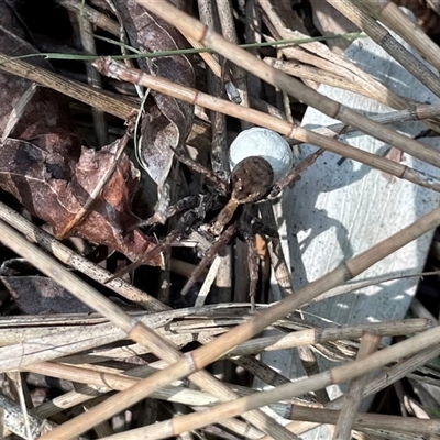 Lycosidae (family) (Unidentified wolf spider) at Dunbogan, NSW - 22 Oct 2024 by Nette