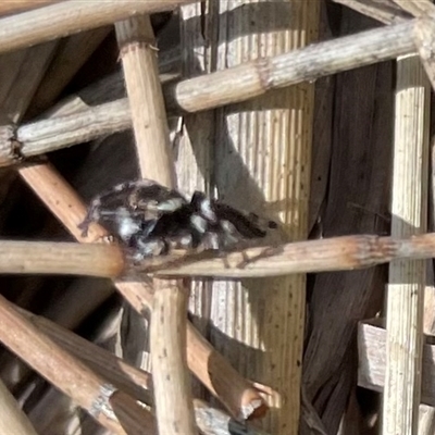 Maratus scutulatus (A jumping spider) at Dunbogan, NSW - 23 Oct 2024 by Nette