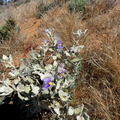 Solanum lasiophyllum at Leonora, WA - 14 Sep 2024 by Paul4K