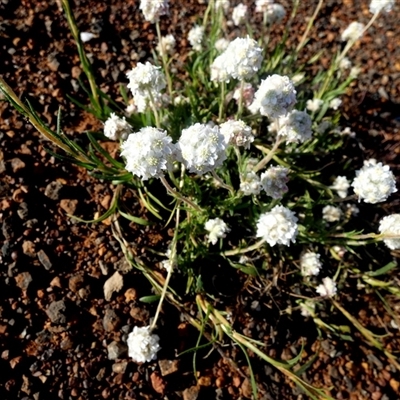 Unidentified Daisy at Menzies, WA - 14 Sep 2024 by Paul4K