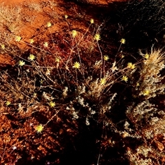 Unidentified Other Wildflower or Herb at Kookynie, WA - 14 Sep 2024 by Paul4K