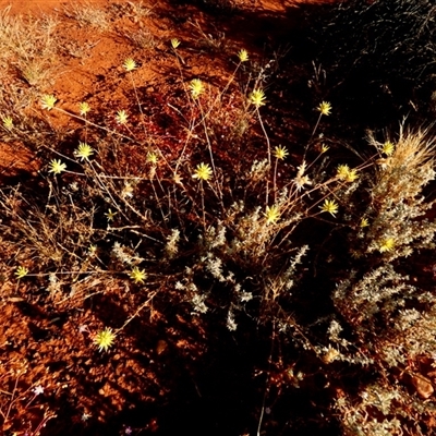 Unidentified Other Wildflower or Herb at Kookynie, WA - 14 Sep 2024 by Paul4K