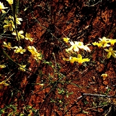 Goodenia pinnatifida at Menzies, WA - 14 Sep 2024 by Paul4K