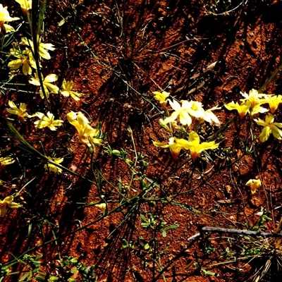 Goodenia pinnatifida at Menzies, WA - 14 Sep 2024 by Paul4K