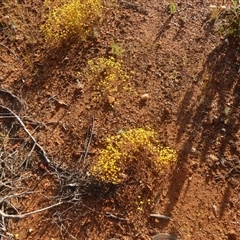 Erymophyllum ramosum at Menzies, WA - 14 Sep 2024 by Paul4K