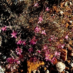 Unverified Other Shrub at Menzies, WA - 14 Sep 2024 by Paul4K