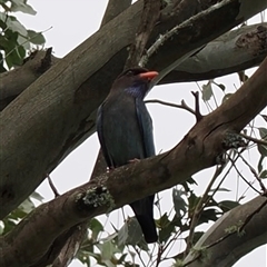 Eurystomus orientalis (Dollarbird) at Kangaroo Valley, NSW - 23 Oct 2024 by lbradley