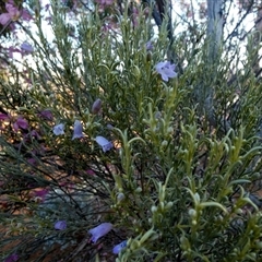 Eremophila scoparia at Menzies, WA - 14 Sep 2024 06:39 PM