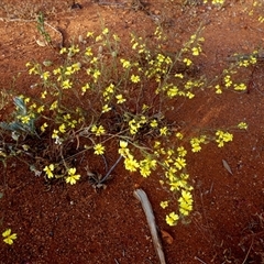 Goodenia pinnatifida at Menzies, WA - 14 Sep 2024 by Paul4K